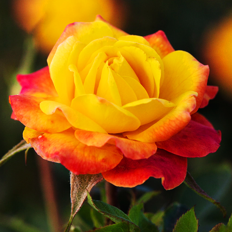 rainbow sunblaze rose
