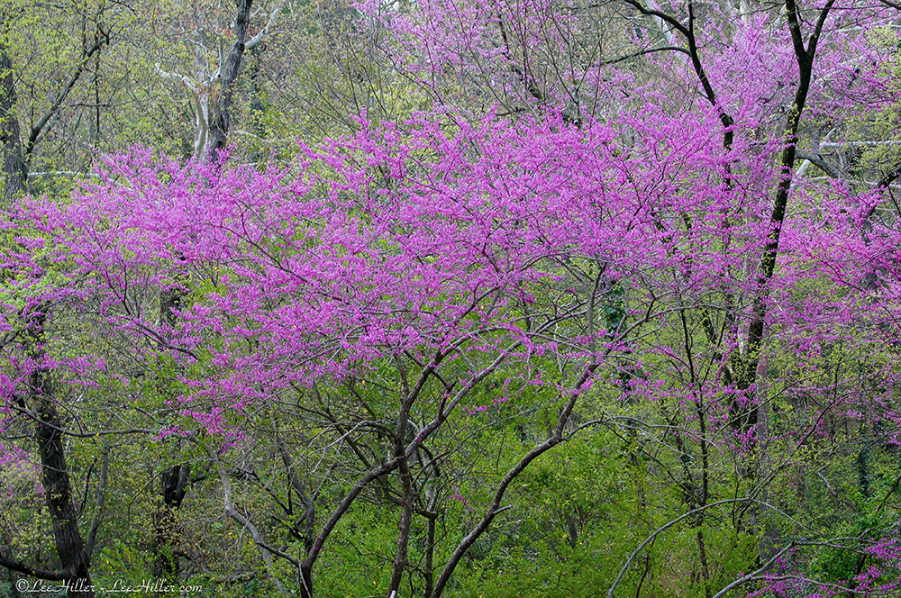 purple tree with pink flowers