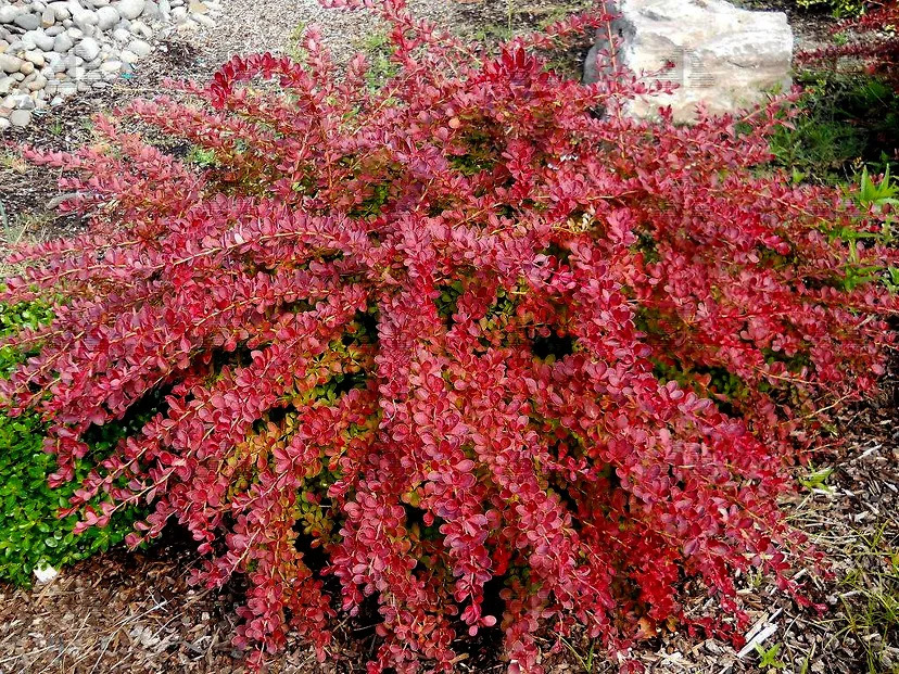 Red Carpet Barberry Shrubs For Sale Online | The Tree Center