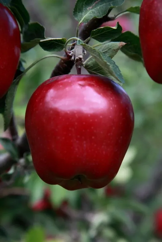 https://www.thetreecenter.com/c/uploads/red-delicious-apple-tree-1-jpg-webp.webp