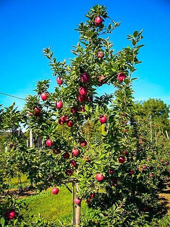 Red Delicious Apple Trees For Sale | The Tree Center