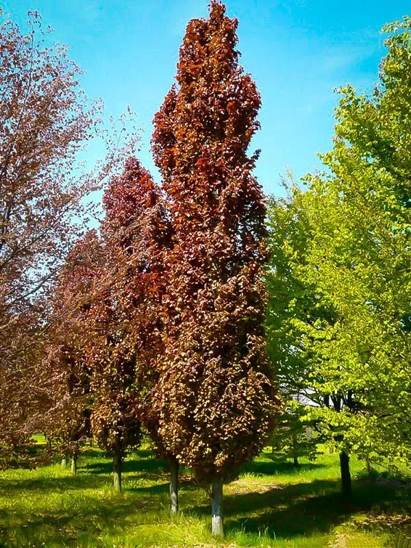 Red Obelisk European Beech For Sale Online The Tree