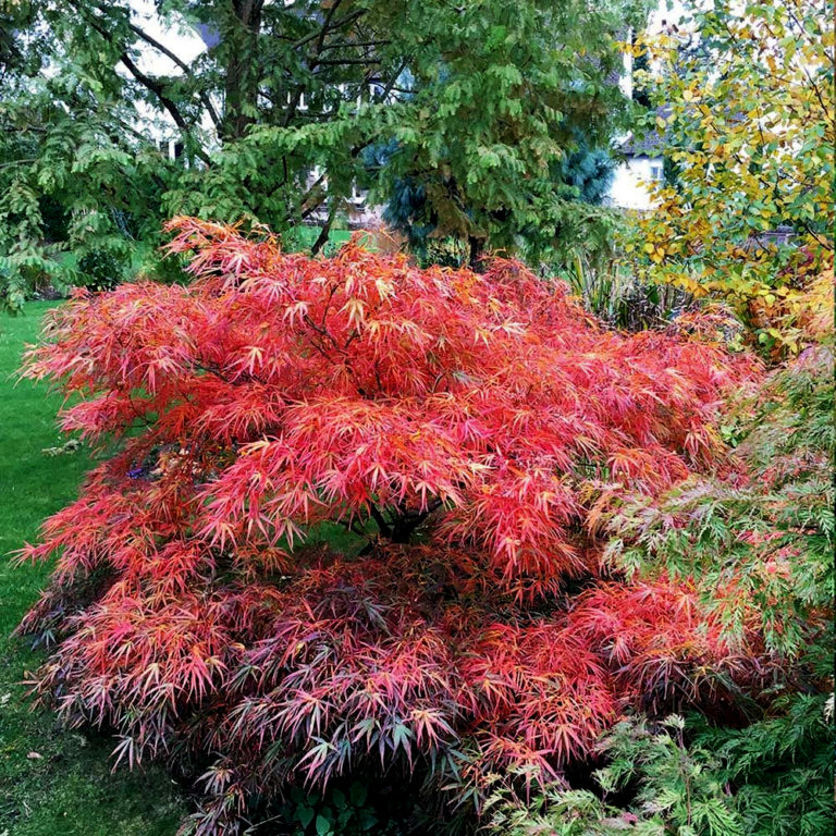 Red Pygmy Japanese Maple Trees For Sale Online | The Tree Center