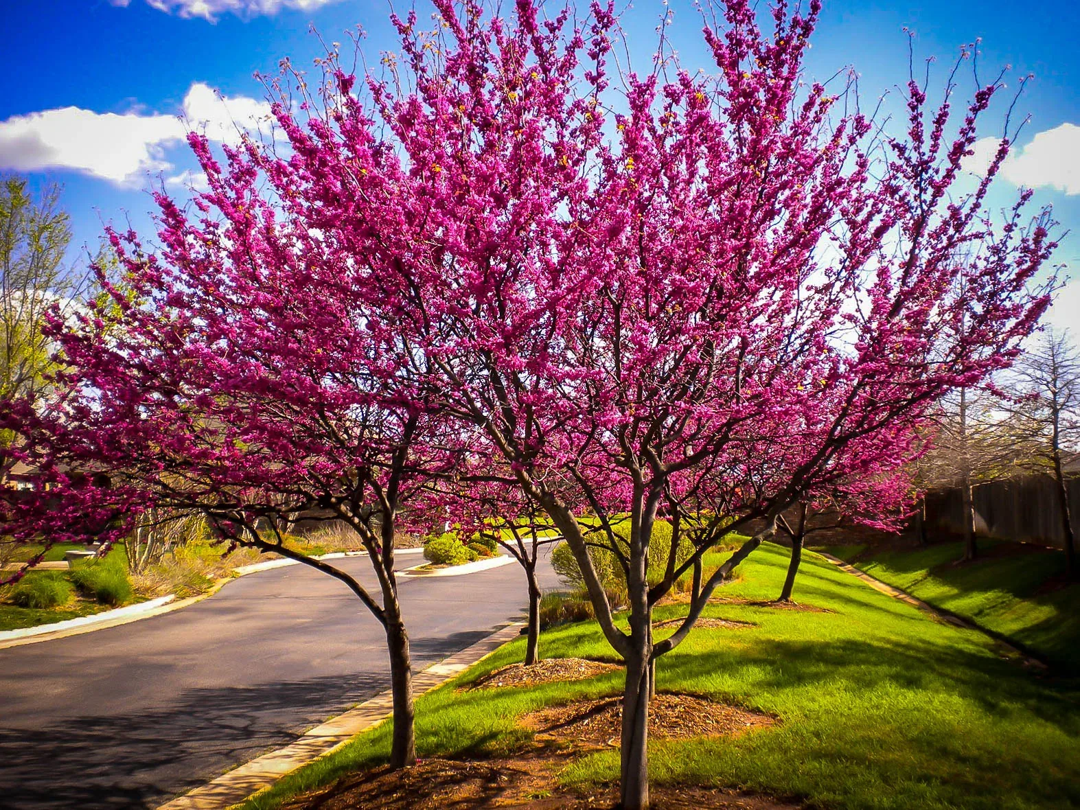 Appalachian Redbud Trees For Sale Online | The Tree Center