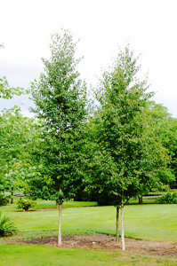 Renaissance Reflection® Birch For Sale Online | The Tree Center