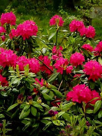 Buy Rhododendrons Order Rhododendrons Online The Tree Center