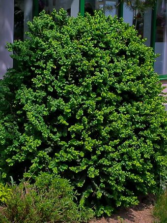 Rotundifolia Boxwood