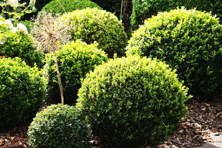 Rotundifolia Boxwood For Sale Online | The Tree Center