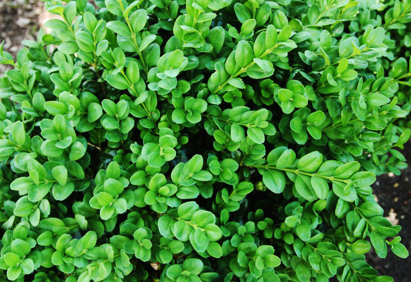 Rotundifolia Boxwood For Sale Online | The Tree Center