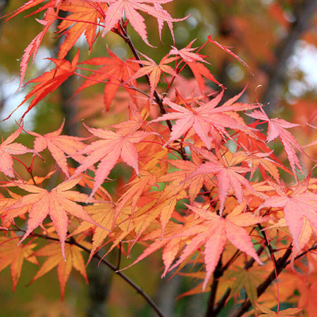 Rough Barked Japanese Maple Trees For Sale Online | The Tree Center