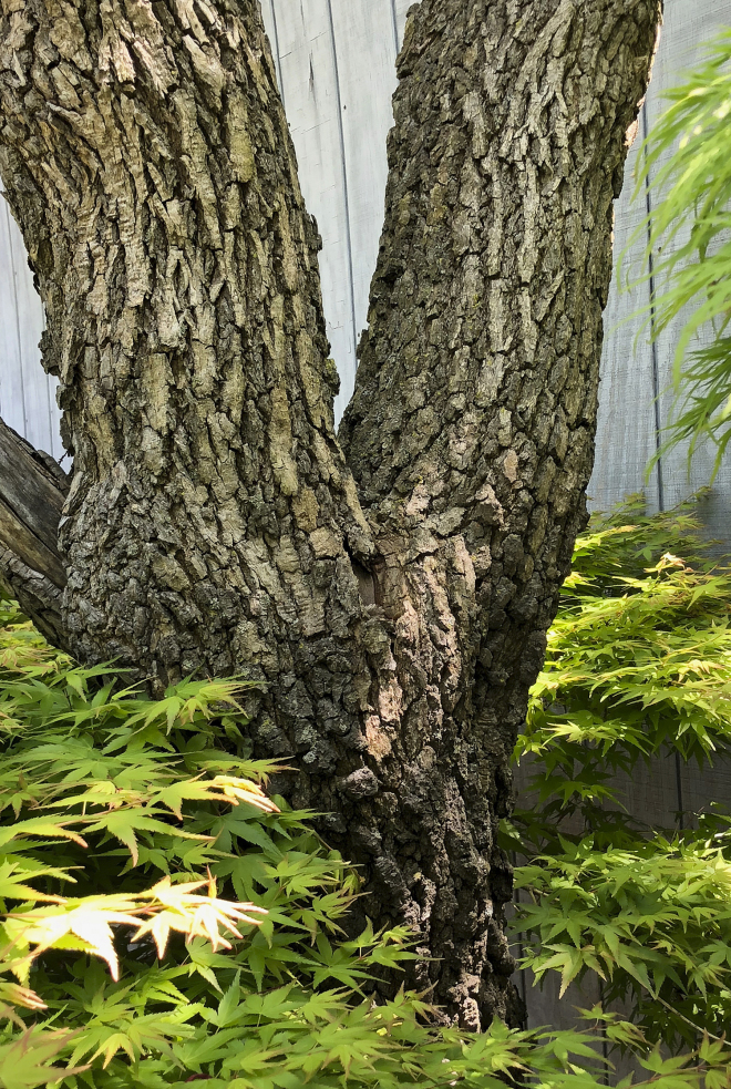 Rough Barked Japanese Maple Trees For Sale Online The Tree Center