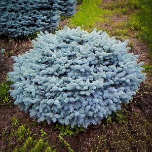 Dwarf Colorado Blue Spruce Trees For Sale | The Tree Center