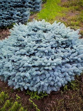 Select Blue Colorado Spruce (Picea pungens 'Blue Select') in