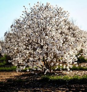 Royal Star Magnolia Tree For Sale Online | The Tree Center