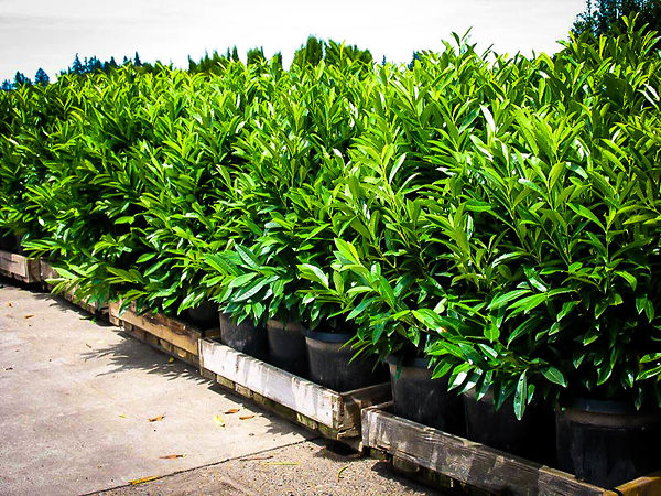 Skip Laurel Shrubs  Buy Skip Laurels Online  The Tree Center