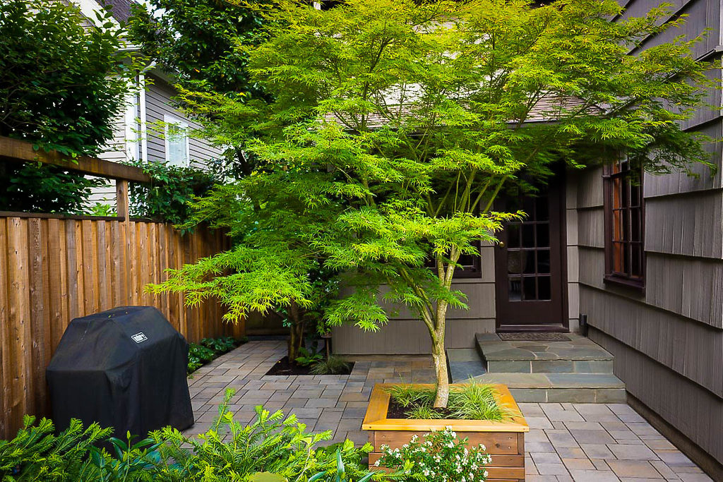 Seiryu Japanese Maple Trees For Sale The Tree Center 