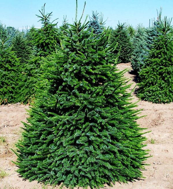 Serbian Spruce Trees For Sale Online | The Tree Center