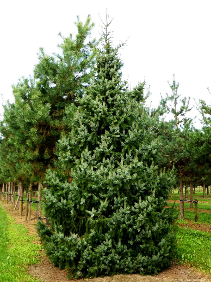 Serbian Spruce Trees For Sale Online | The Tree Center