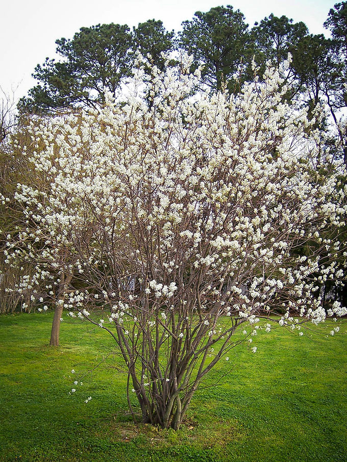 Serviceberry For Sale Online 