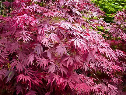 Sherwood Flame Japanese Maple For Sale Online | The Tree Center