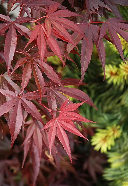 Skeeter's Broom Japanese Maple Trees For Sale Online | The Tree Center