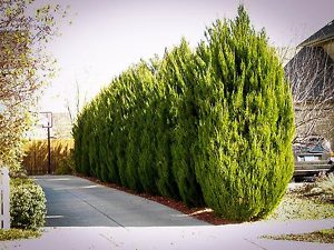 Lime Glow Juniper Trees For Sale Online | The Tree Center