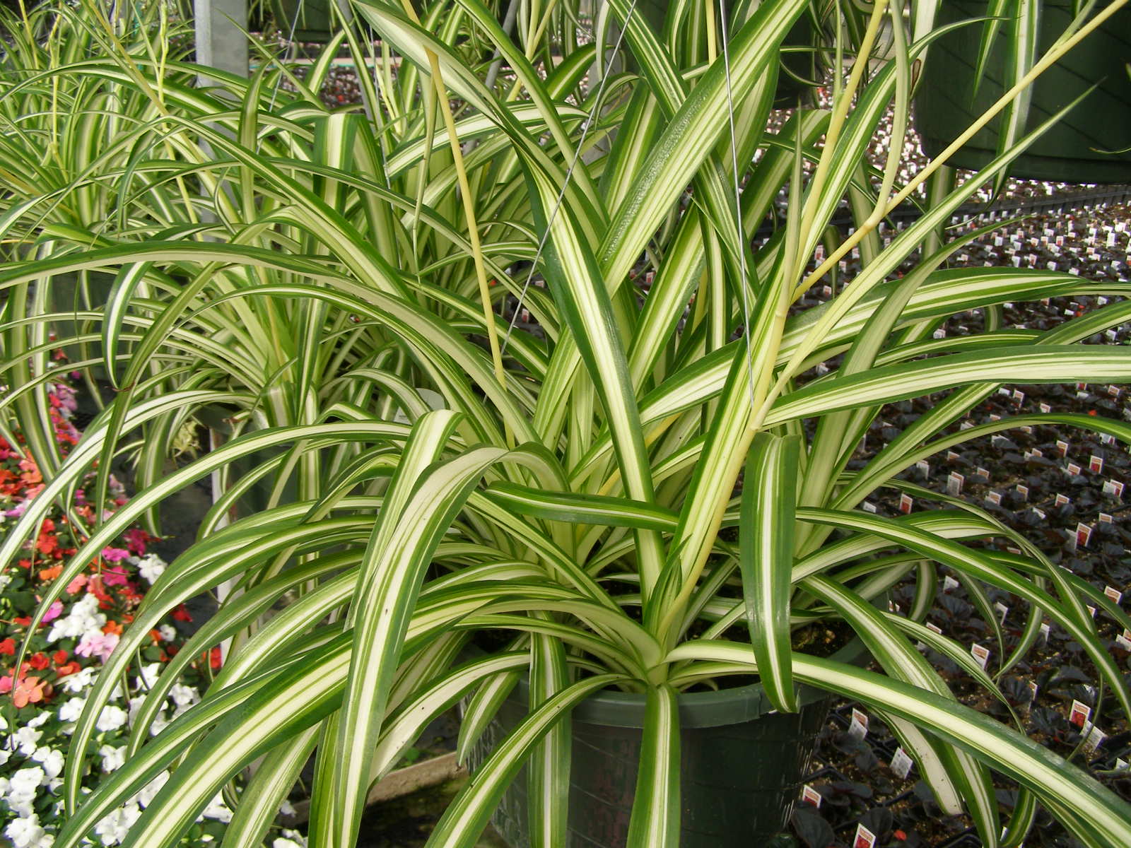 Spider Plant The Tree Center