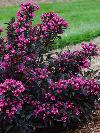 Sonic Bloom® Pure Pink Weigela, White Oak Gardens