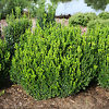 Sprinter® Boxwood For Sale Online | The Tree Center