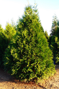 Steeplechase Arborvitae Trees For Sale | The Tree Center