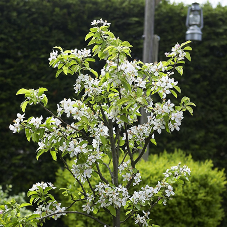 Stella Cherry Tree For Sale | The Tree Center