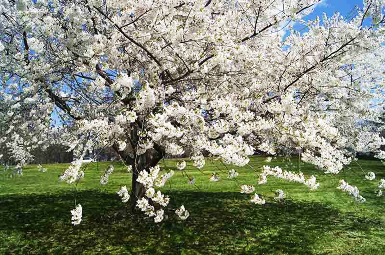 Stella Cherry Tree For Sale | The Tree Center