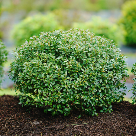 Strongbox® Inkberry Holly For Sale Online | The Tree Center