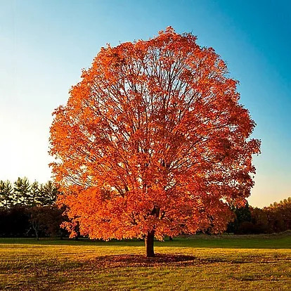 Sugar Maple For Sale Online | The Tree Center