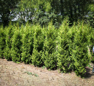 Sugar and Spice Arborvitae Trees For Sale Online | The Tree Center