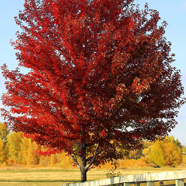 Sun Valley Red Maple Trees For Sale Online The Tree Center