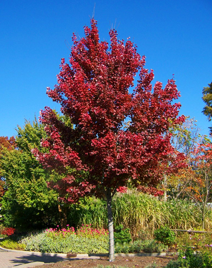 Sun Valley Red Maple Trees For Sale Online | The Tree Center