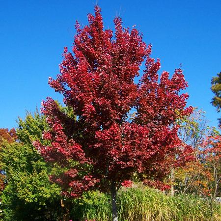 Sun Valley Red Maple Trees For Sale Online | The Tree Center