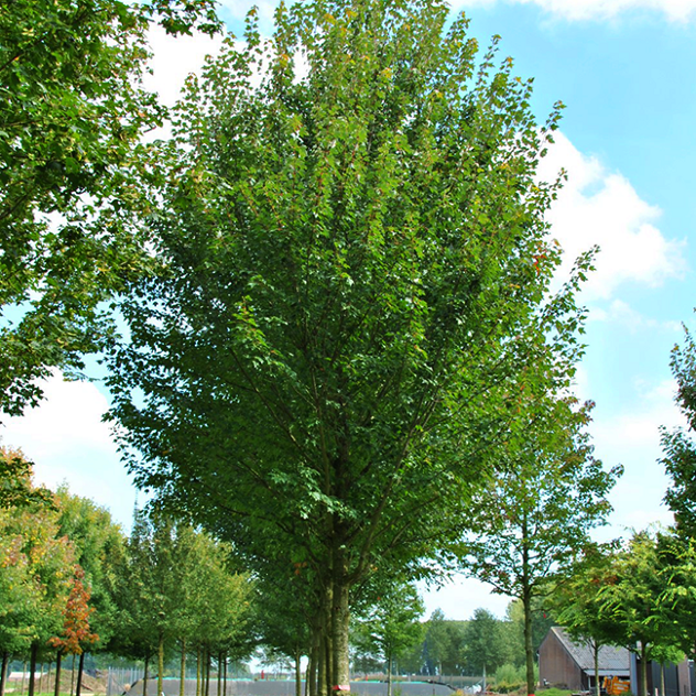 Sun Valley Red Maple Trees For Sale Online | The Tree Center