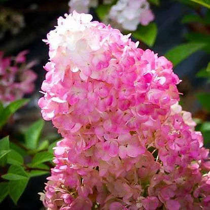 Sunday Fraise Hydrangea For Sale Online | The Tree Center