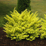 SUNJOY Citrus Barberry For Sale Online | The Tree Center