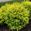 SUNJOY Citrus Barberry For Sale Online | The Tree Center