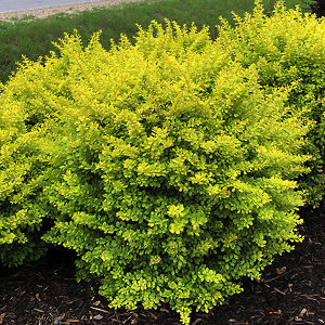 SUNJOY Citrus Barberry For Sale Online | The Tree Center