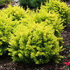 SUNJOY Citrus Barberry For Sale Online | The Tree Center