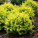 SUNJOY Citrus Barberry For Sale Online | The Tree Center