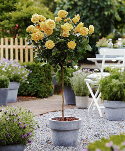 Sunny Knockout Rose Trees For Sale | The Tree Center