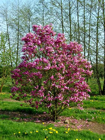 Magnolia Trees For Sale | Buy Magnolia Trees Online | The Tree Center