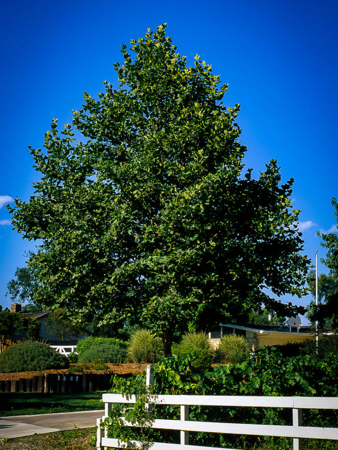 American Sycamore For Sale The Tree Center