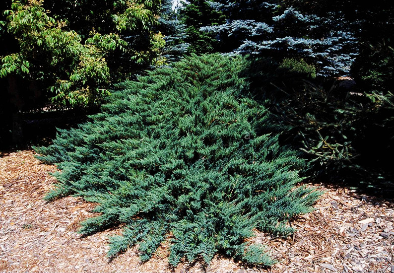 Tamarix Juniper For Sale Online | The Tree Center