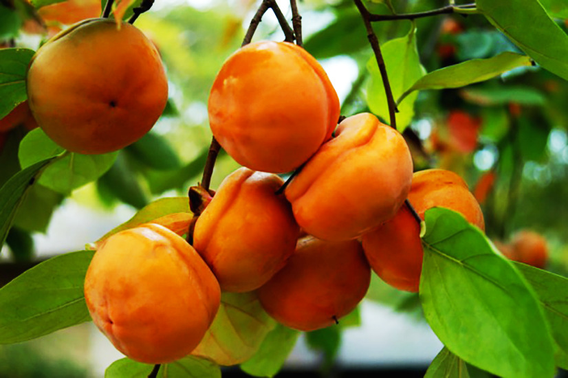 Tamopan Asian Persimmon Trees For Sale Online | The Tree Center